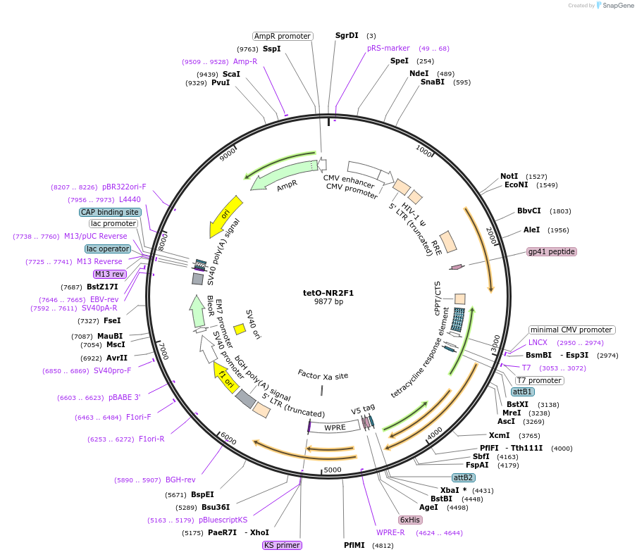 170698-plasmid-map-sequence-id-366901