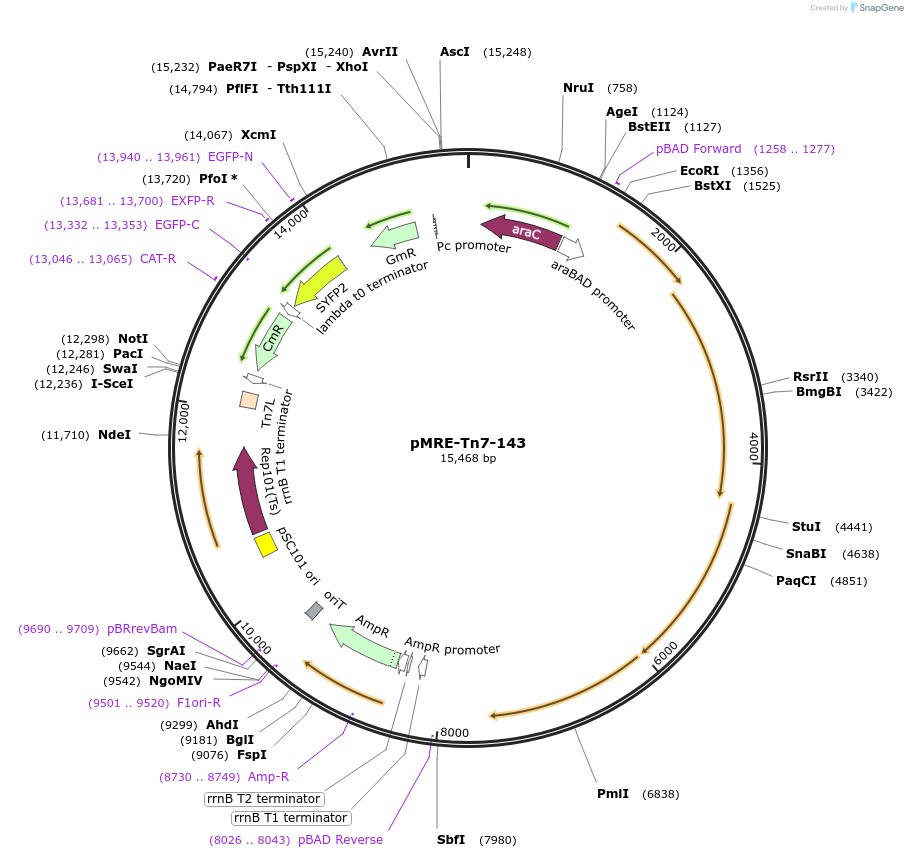 118559-plasmid-map-sequence-id-366903