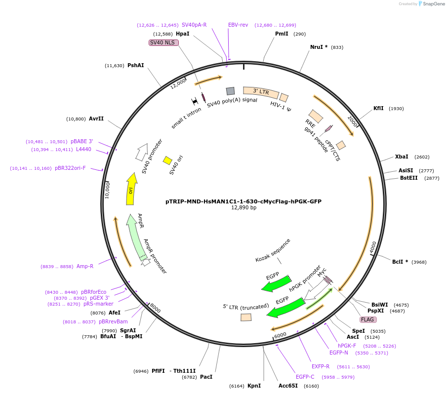 183505-plasmid-map-sequence-id-366904