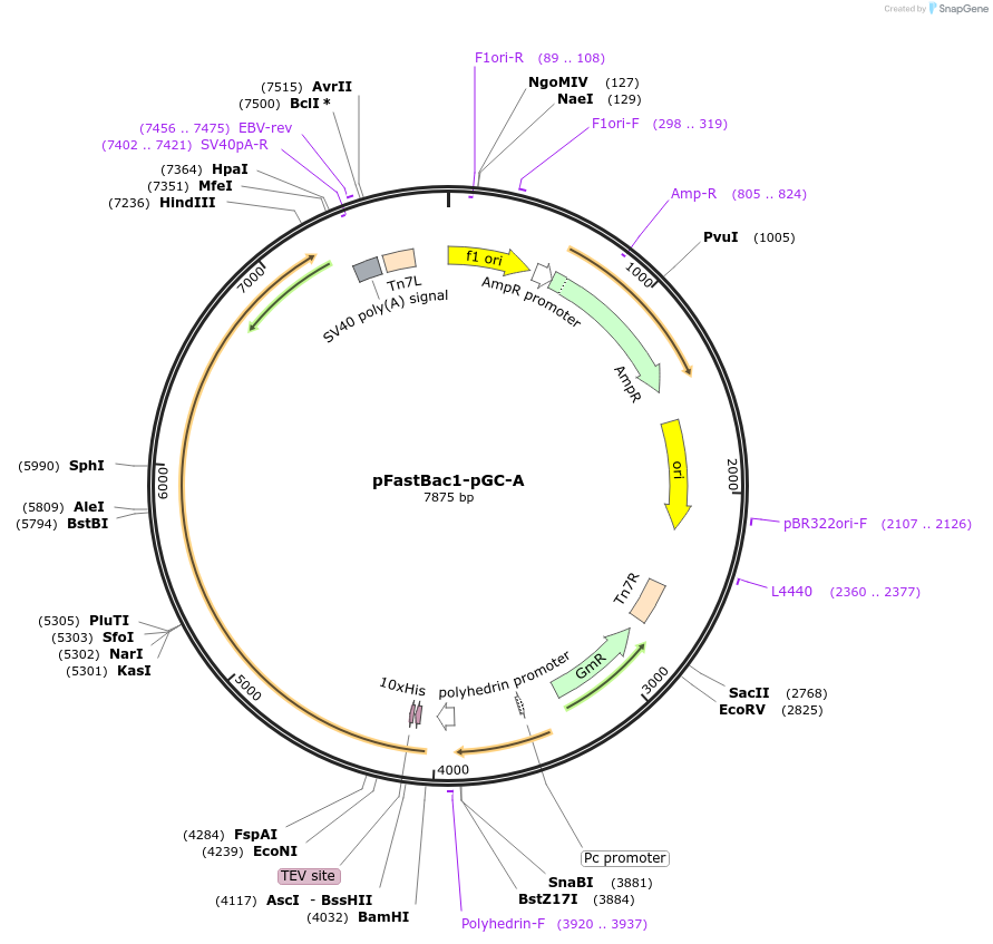 186626-plasmid-map-sequence-id-366906