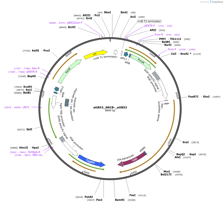 183615-plasmid-map-sequence-id-366916