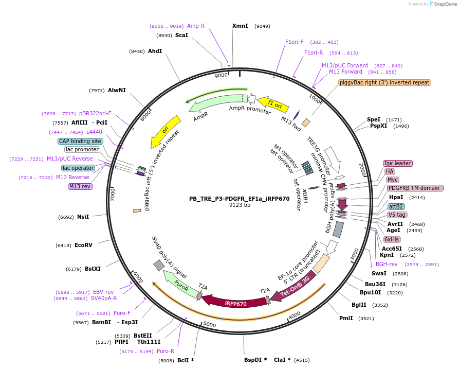 186305-plasmid-map-sequence-id-366925