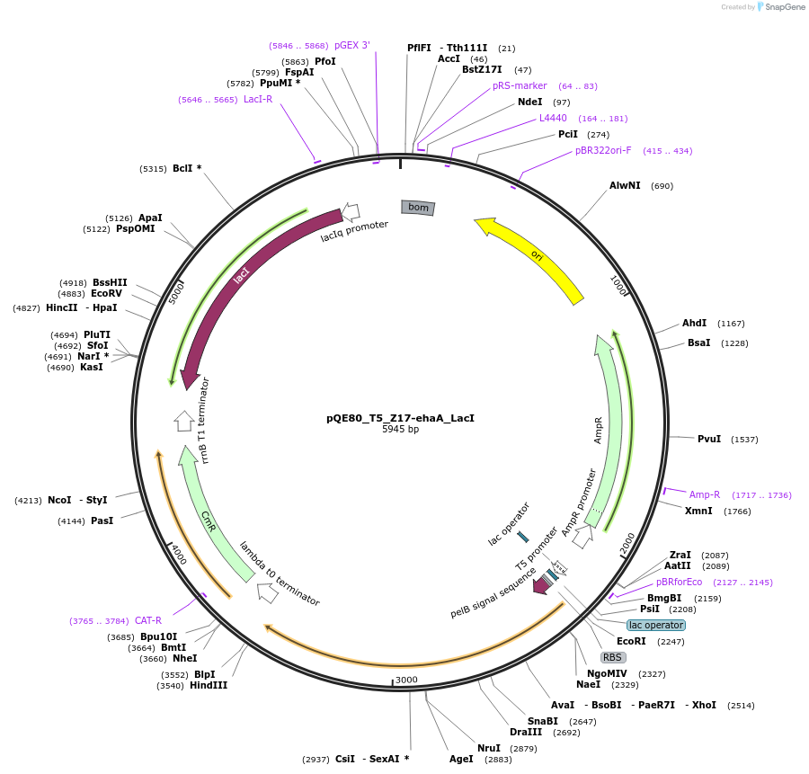 186313-plasmid-map-sequence-id-366929