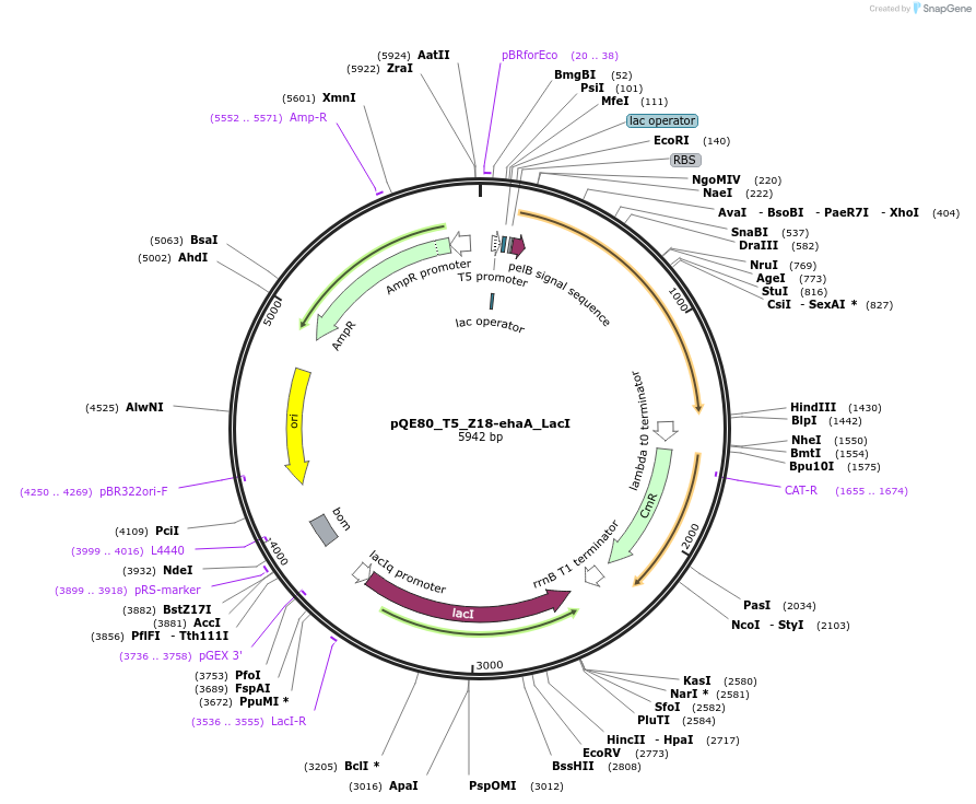 186314-plasmid-map-sequence-id-366931