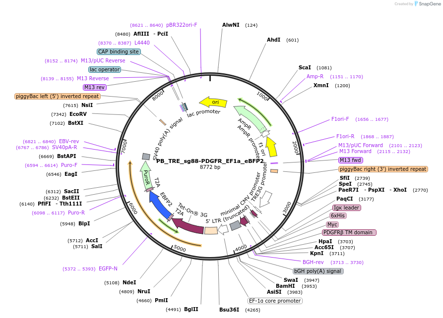 186312-plasmid-map-sequence-id-366935