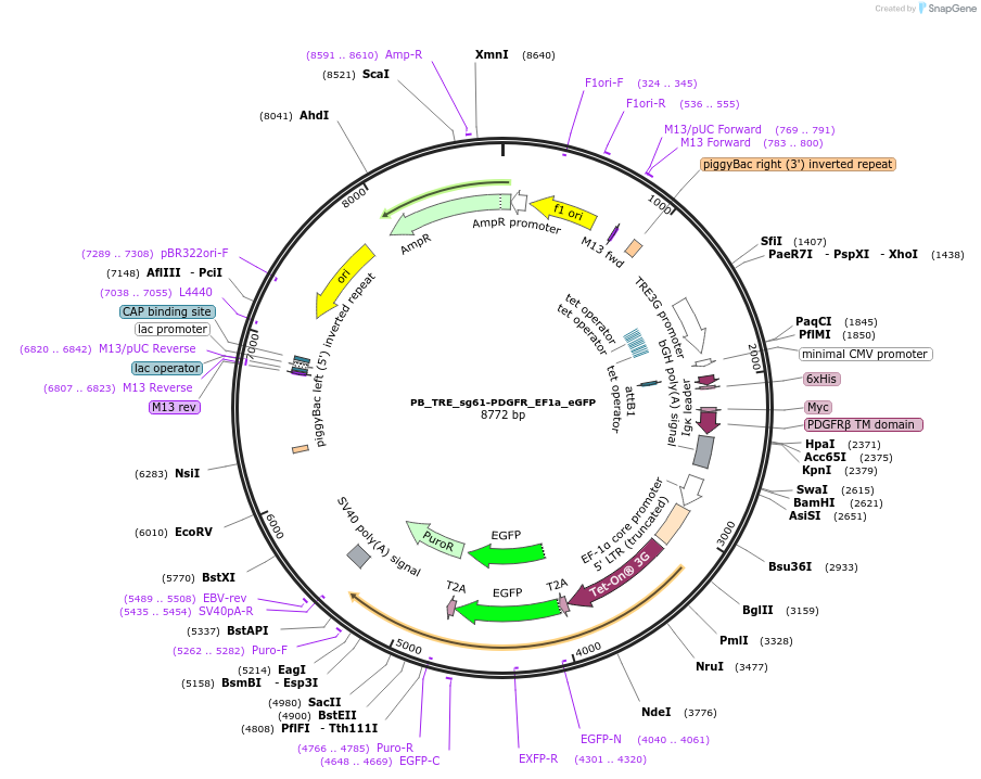 186310-plasmid-map-sequence-id-366939