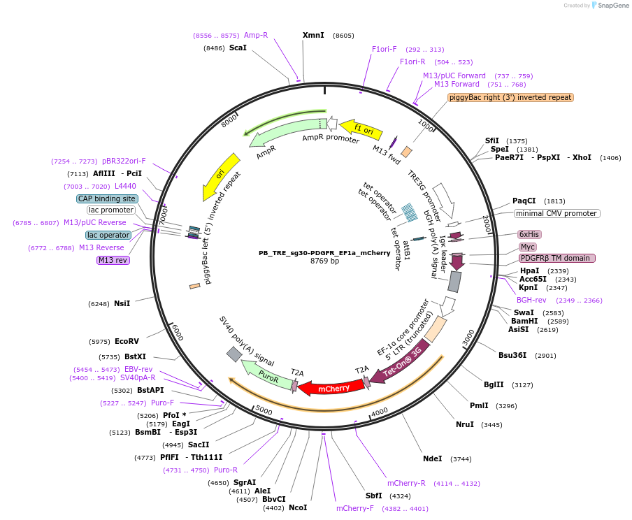 186309-plasmid-map-sequence-id-366940