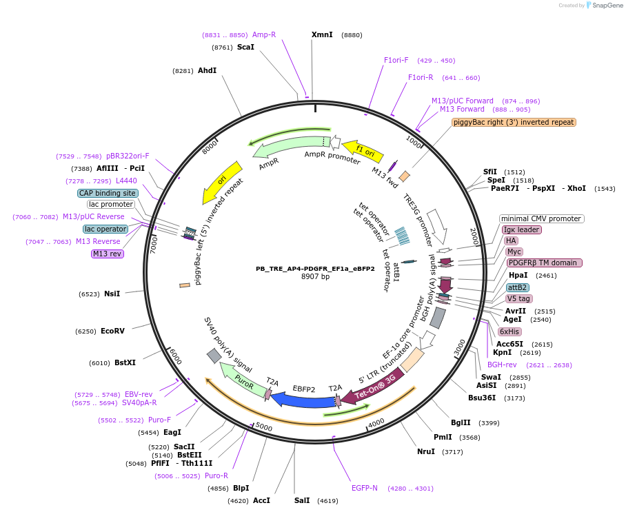 186306-plasmid-map-sequence-id-366944