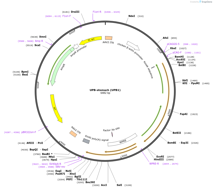 180784-plasmid-map-sequence-id-366948