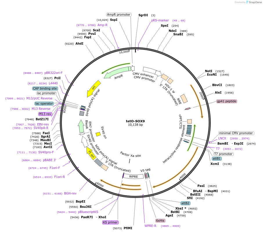 170703-plasmid-map-sequence-id-366958