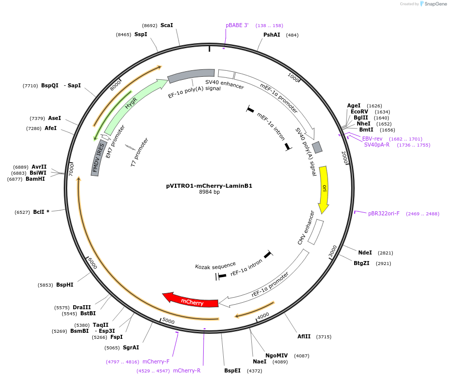 186348-plasmid-map-sequence-id-366974