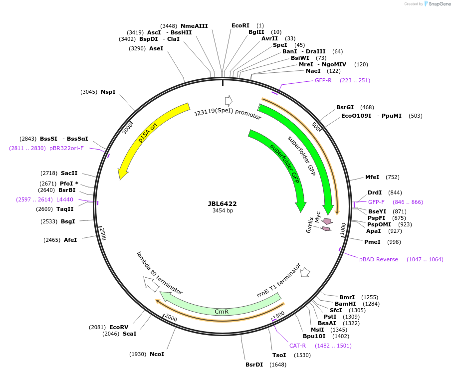 183859-plasmid-map-sequence-id-366981
