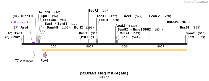 36706_map