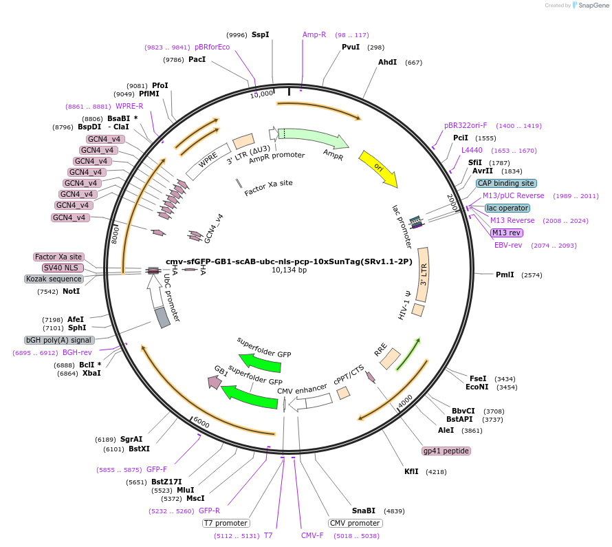 185801-plasmid-map-sequence-id-367096