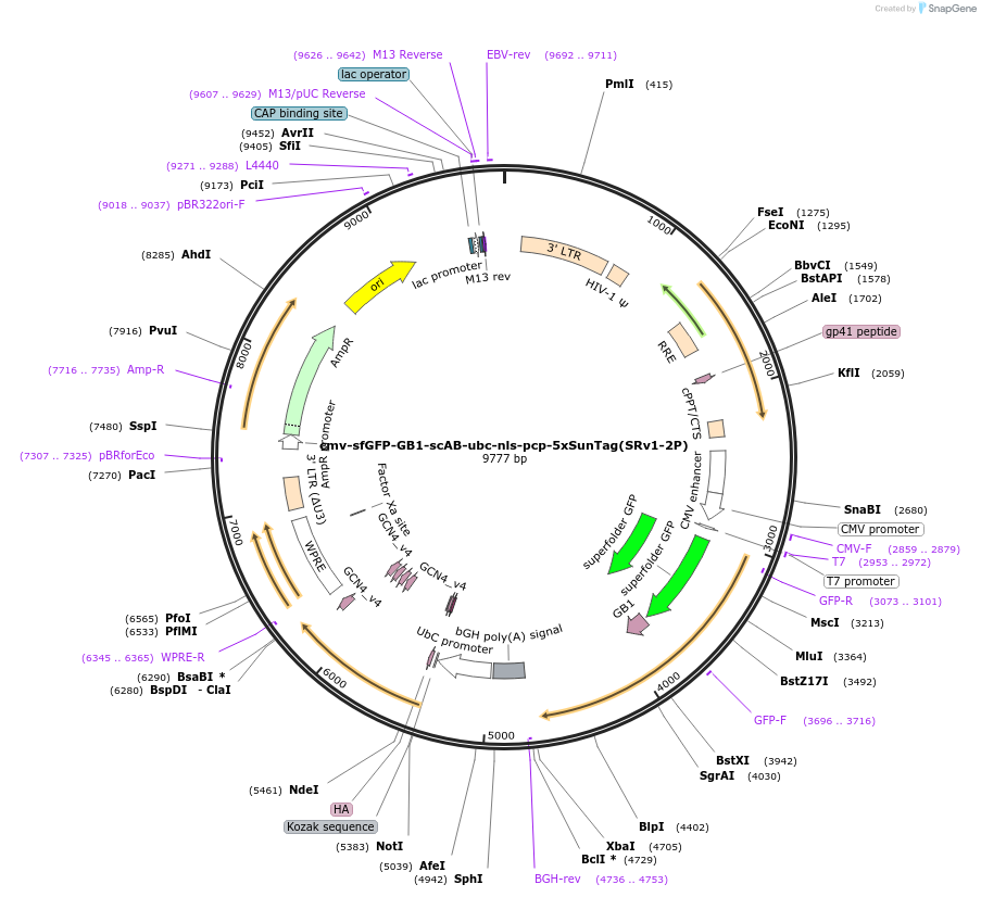 185800-plasmid-map-sequence-id-367097