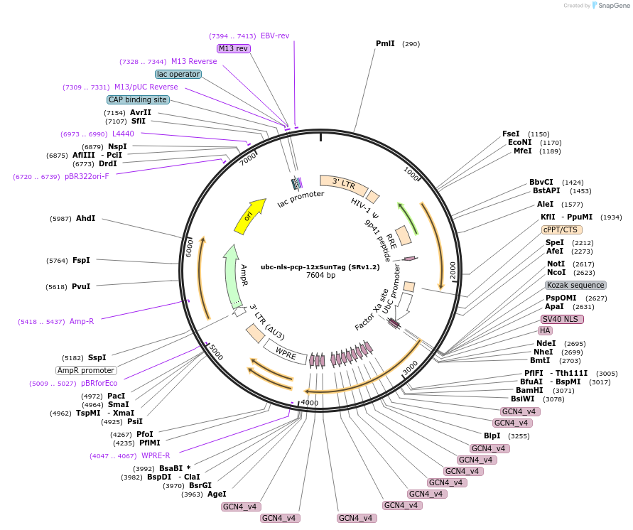 185799-plasmid-map-sequence-id-367098