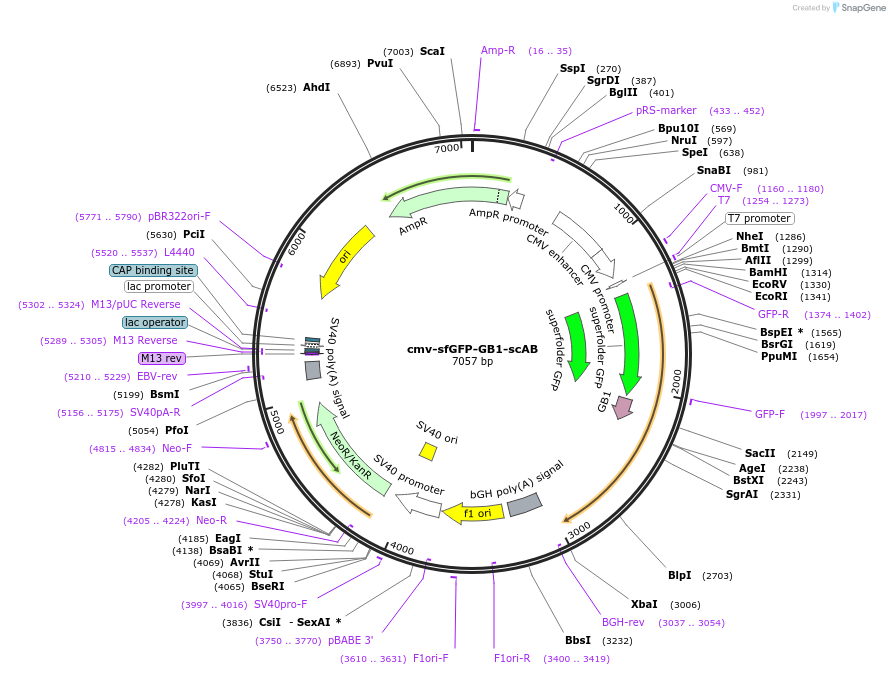 185794-plasmid-map-sequence-id-367100