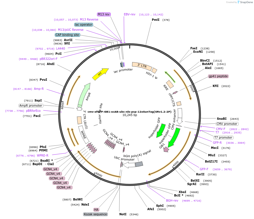 185802-plasmid-map-sequence-id-367101