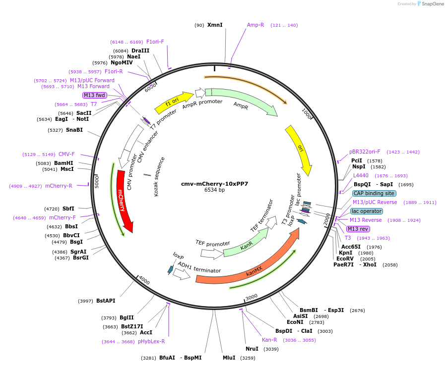 185796-plasmid-map-sequence-id-367107