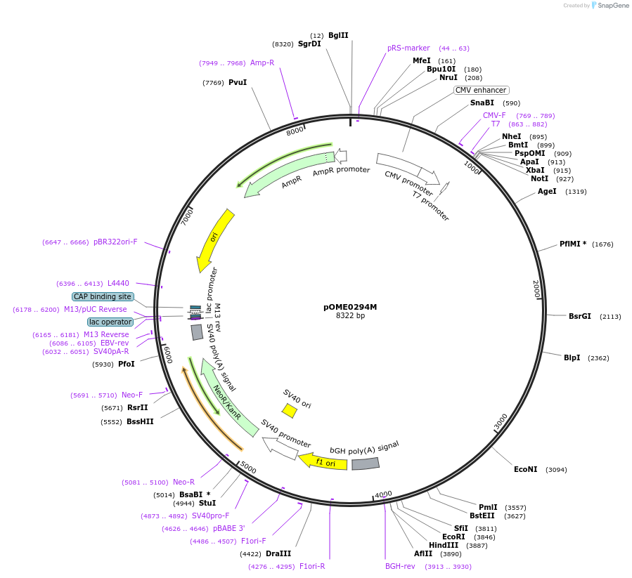 182623-plasmid-map-sequence-id-367109