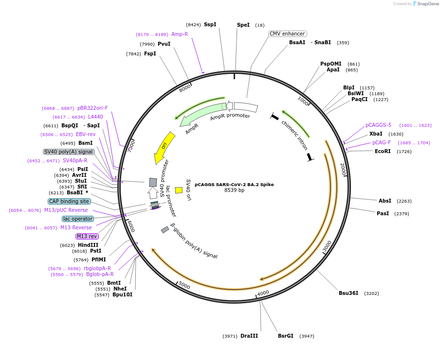 185604-plasmid-map-sequence-id-367121