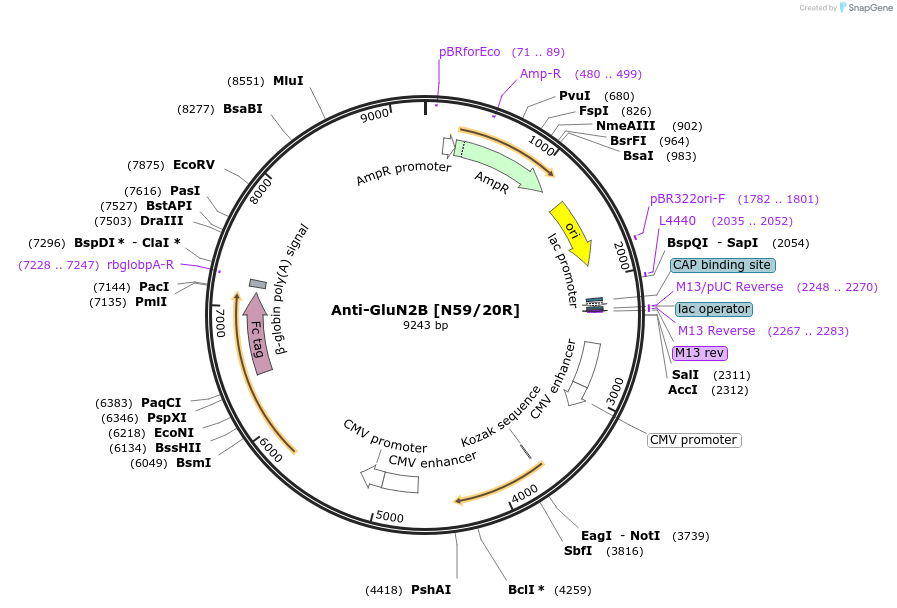177565-plasmid-map-sequence-id-367122