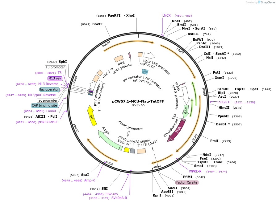 185657-plasmid-map-sequence-id-367130