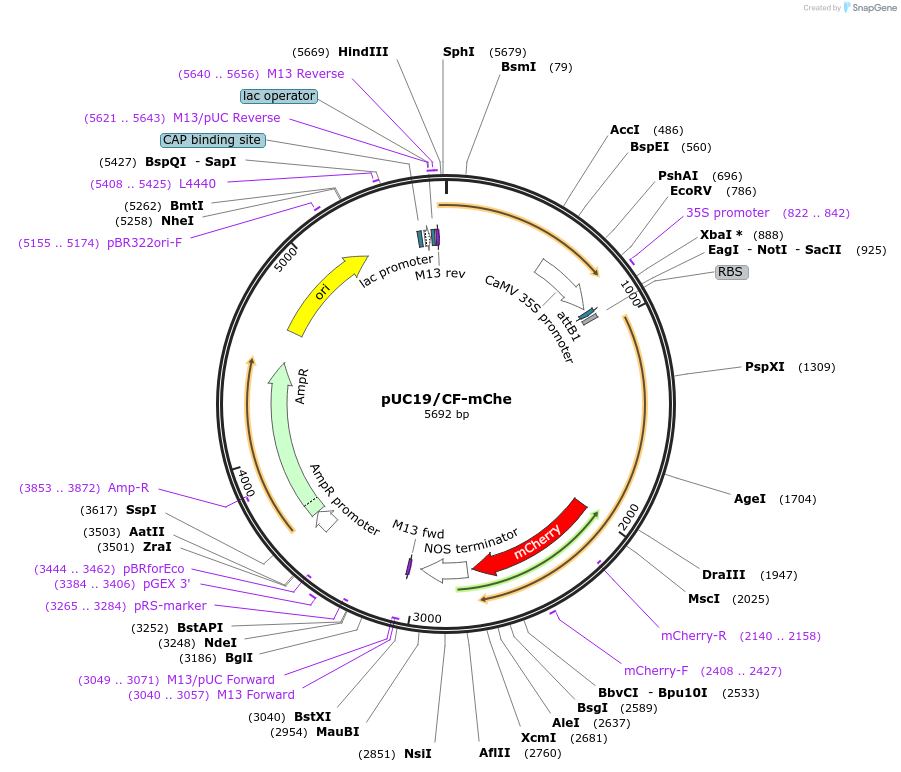 183166-plasmid-map-sequence-id-367132