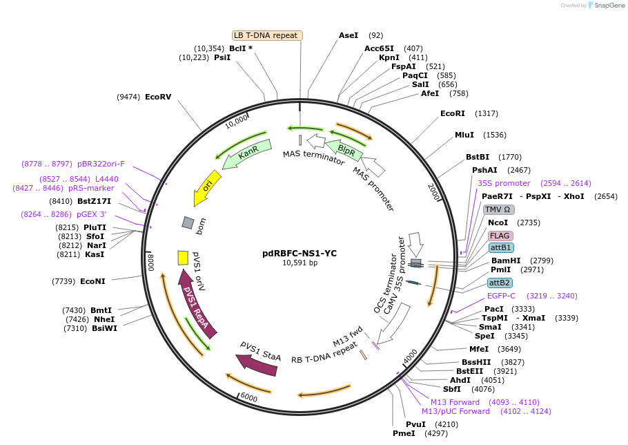 74724-plasmid-map-sequence-id-367138