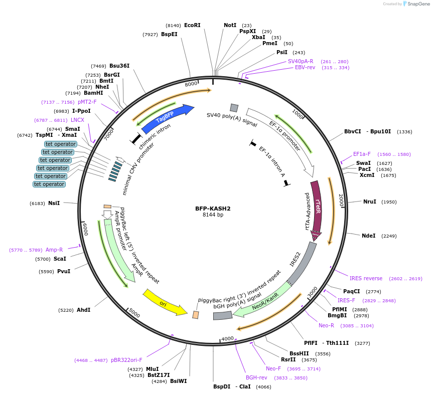 187019-plasmid-map-sequence-id-367150