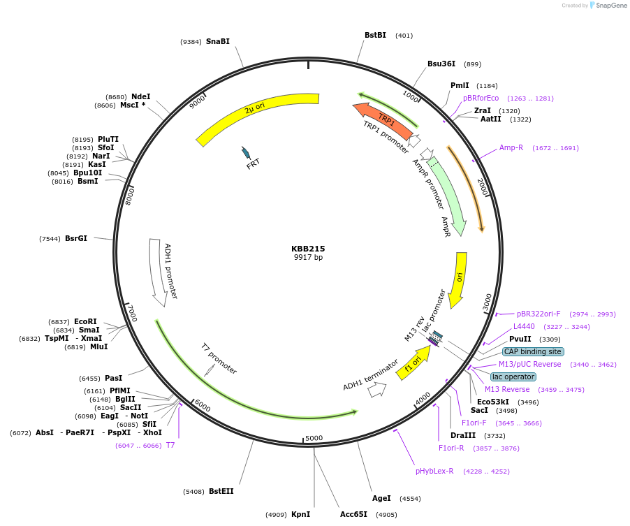 185068-plasmid-map-sequence-id-367183