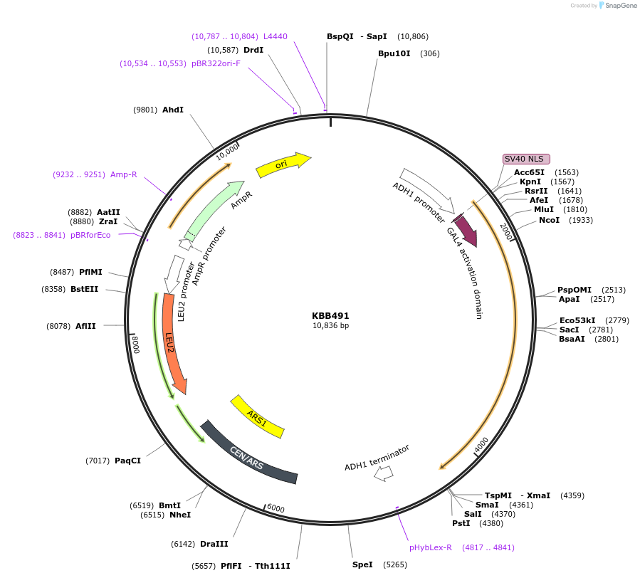 185134-plasmid-map-sequence-id-367185