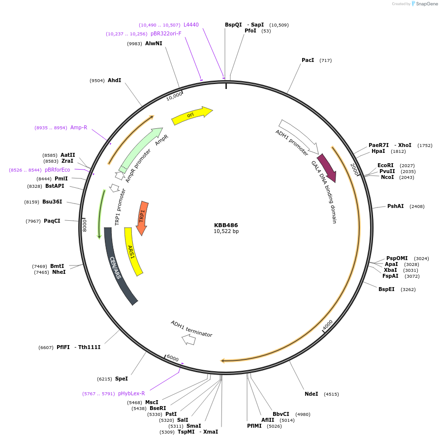 185133-plasmid-map-sequence-id-367187