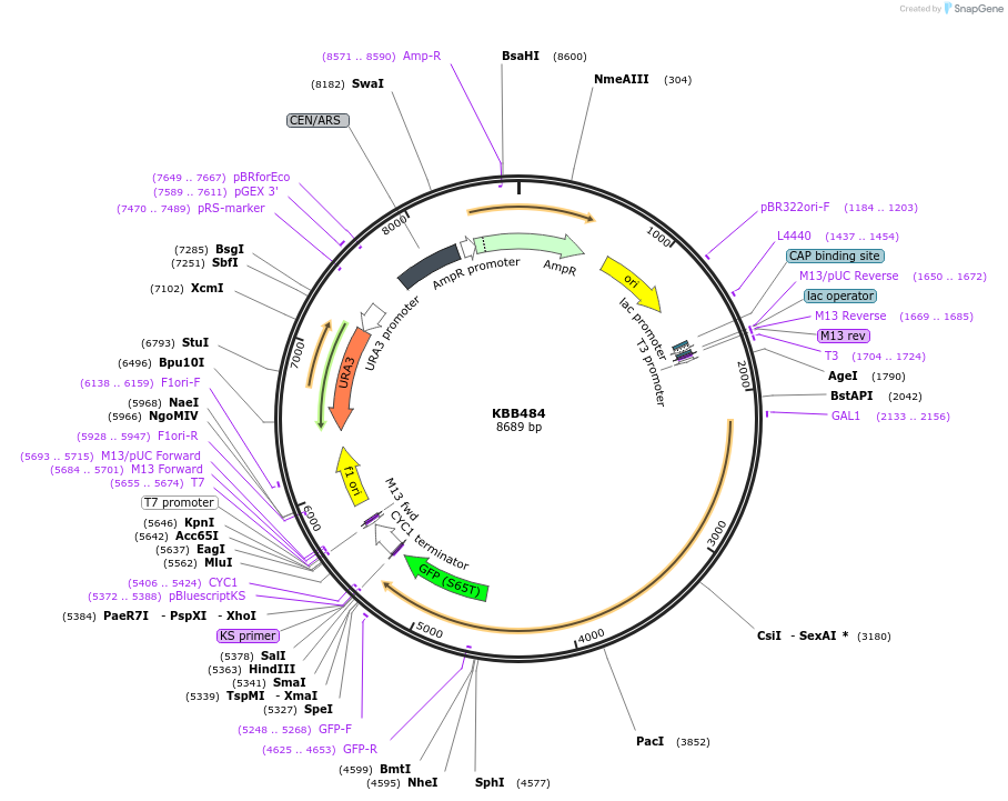 185132-plasmid-map-sequence-id-367189