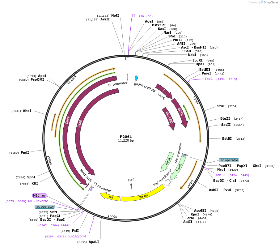 186299-plasmid-map-sequence-id-367190