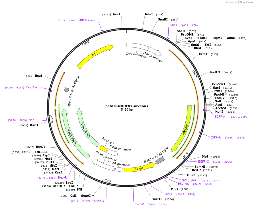 185653-plasmid-map-sequence-id-367232