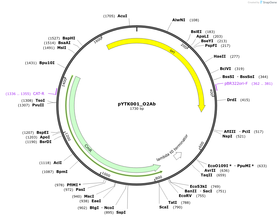 183083-plasmid-map-sequence-id-367238