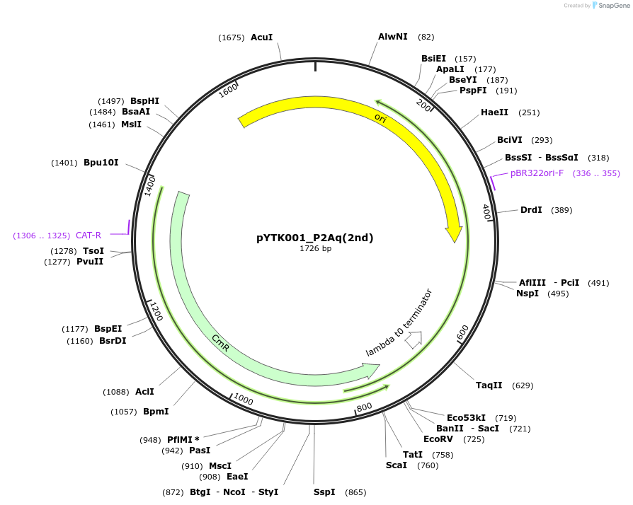 183089-plasmid-map-sequence-id-367239