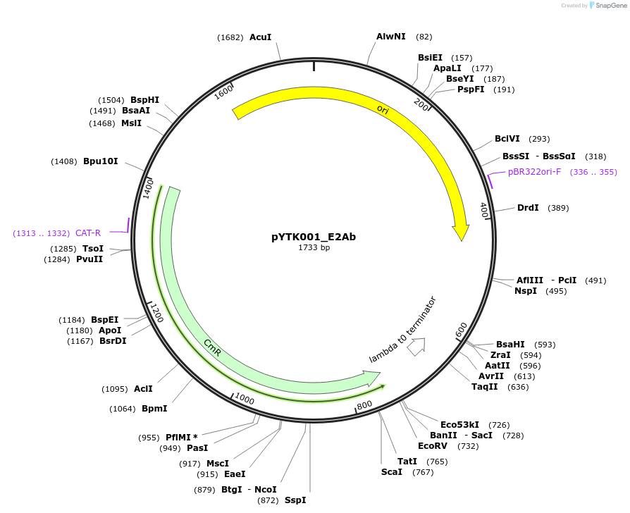 183082-plasmid-map-sequence-id-367240