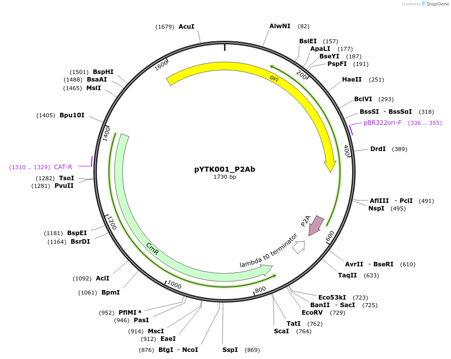 183084-plasmid-map-sequence-id-367243