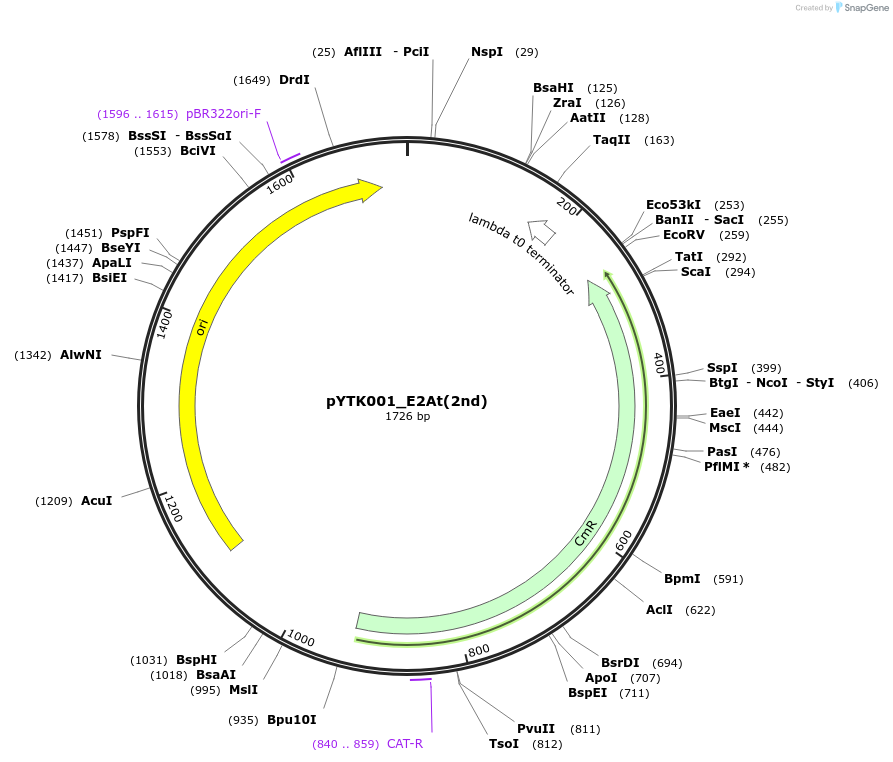 183085-plasmid-map-sequence-id-367244