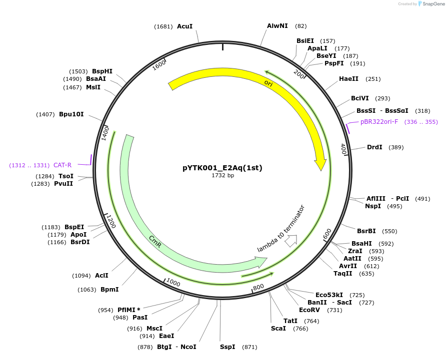 183088-plasmid-map-sequence-id-367245
