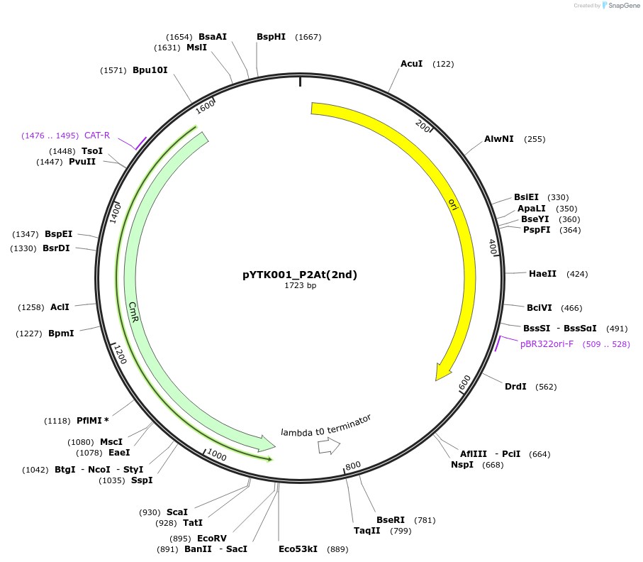 183087-plasmid-map-sequence-id-367246