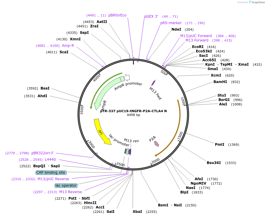 186054-plasmid-map-sequence-id-367266