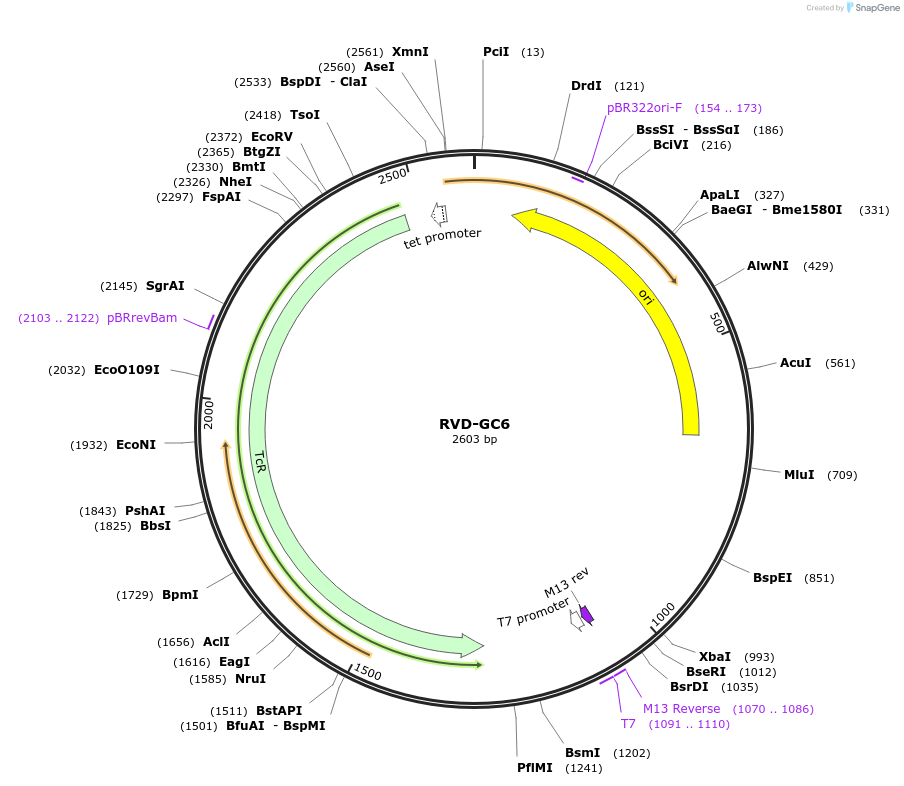 173349-plasmid-map-sequence-id-367267