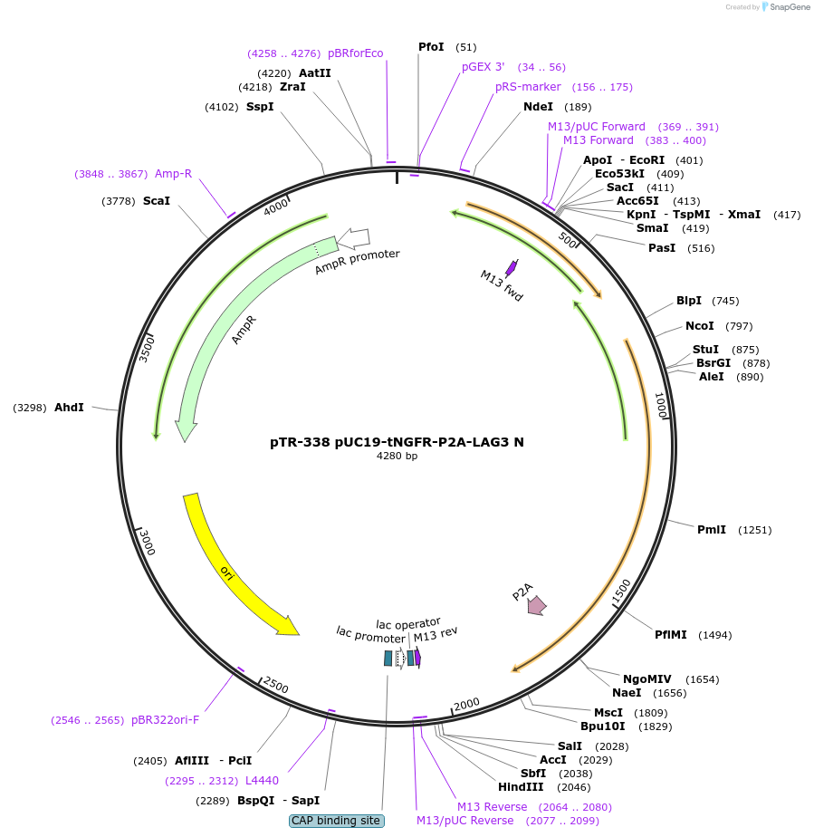 186055-plasmid-map-sequence-id-367268