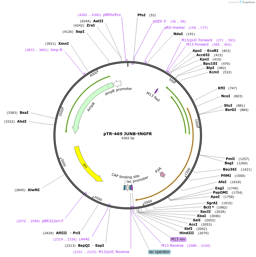 186060-plasmid-map-sequence-id-367281