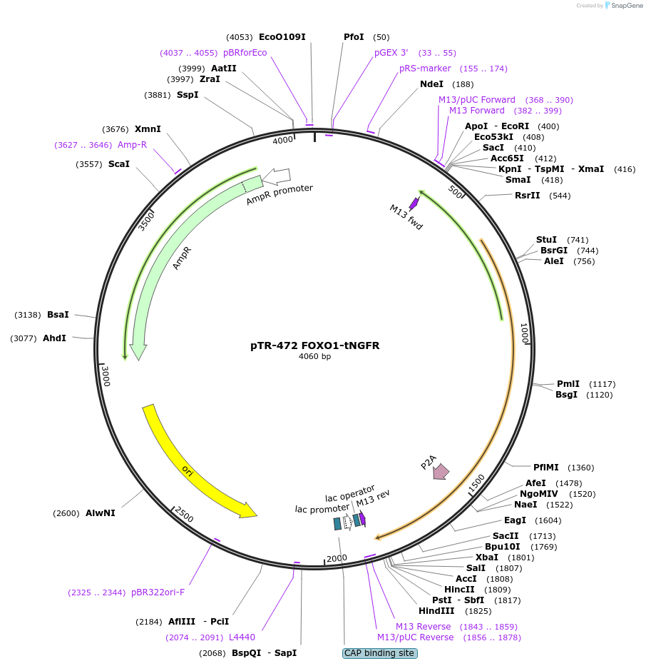 186062-plasmid-map-sequence-id-367285