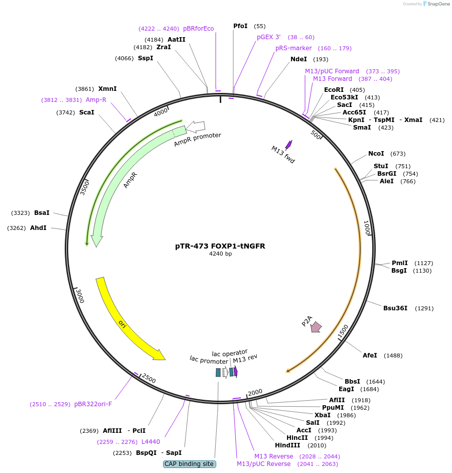 186063-plasmid-map-sequence-id-367286