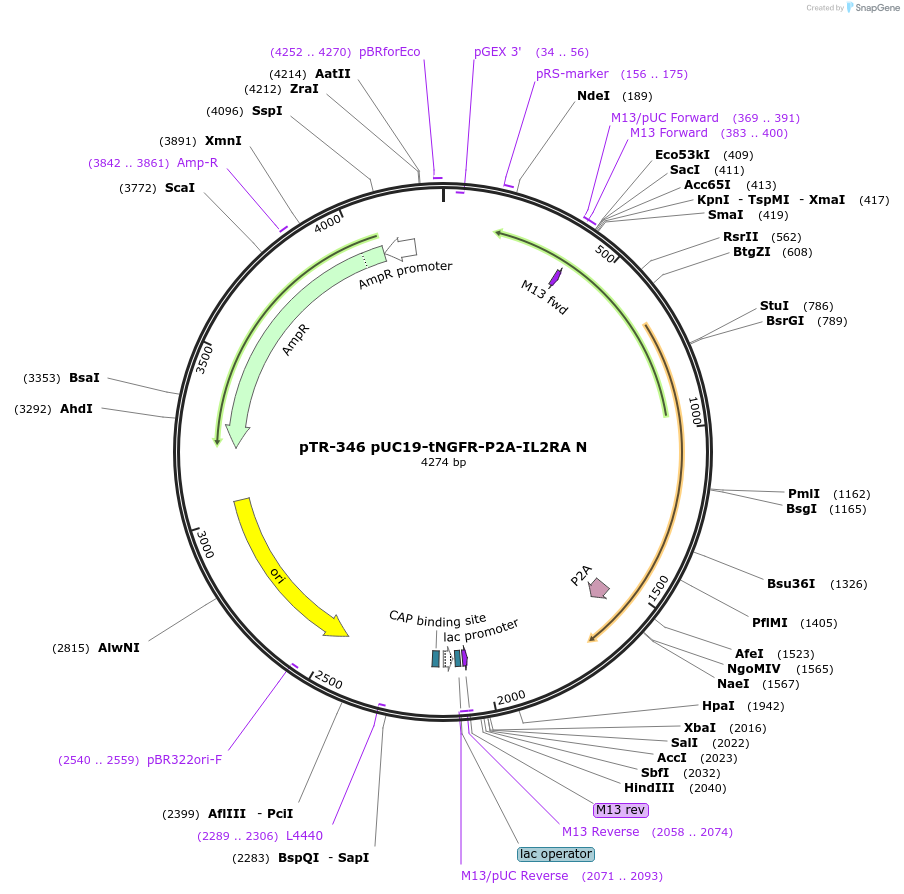 186065-plasmid-map-sequence-id-367290